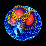 Yellow Brick Roads Zoanthids Coral