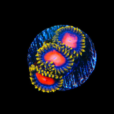 Yellow Brick Roads Zoanthids Coral