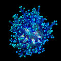 Yellow Center Frogspawn Coral