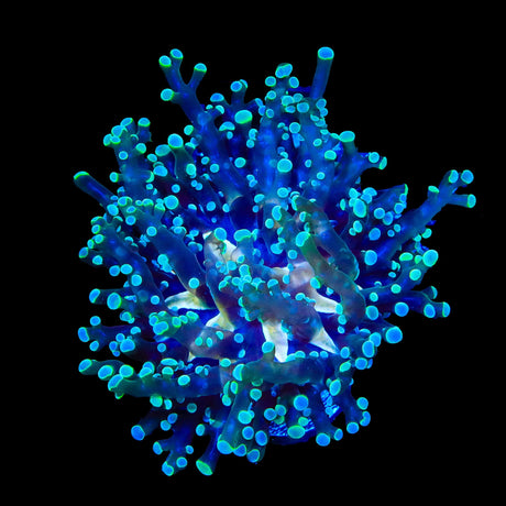 Yellow Center Frogspawn Coral