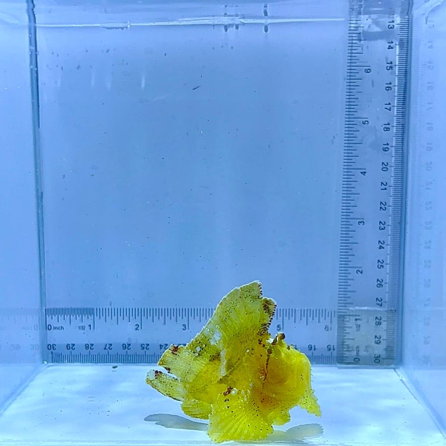 Yellow Leaf Fish