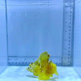 Yellow Leaf Fish