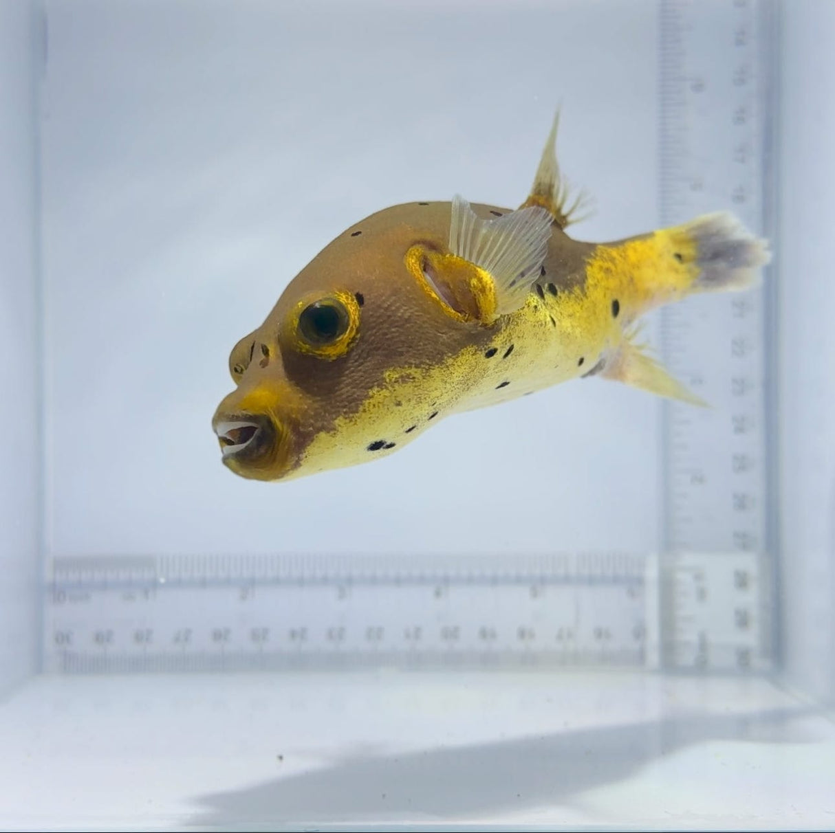 Yellow Phase Dog Face Puffer Fish