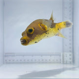 Yellow Phase Dog Face Puffer Fish