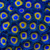 Yellow Submarine Zoanthids Coral