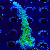 Yellow Tip Acropora XL Frag Coral