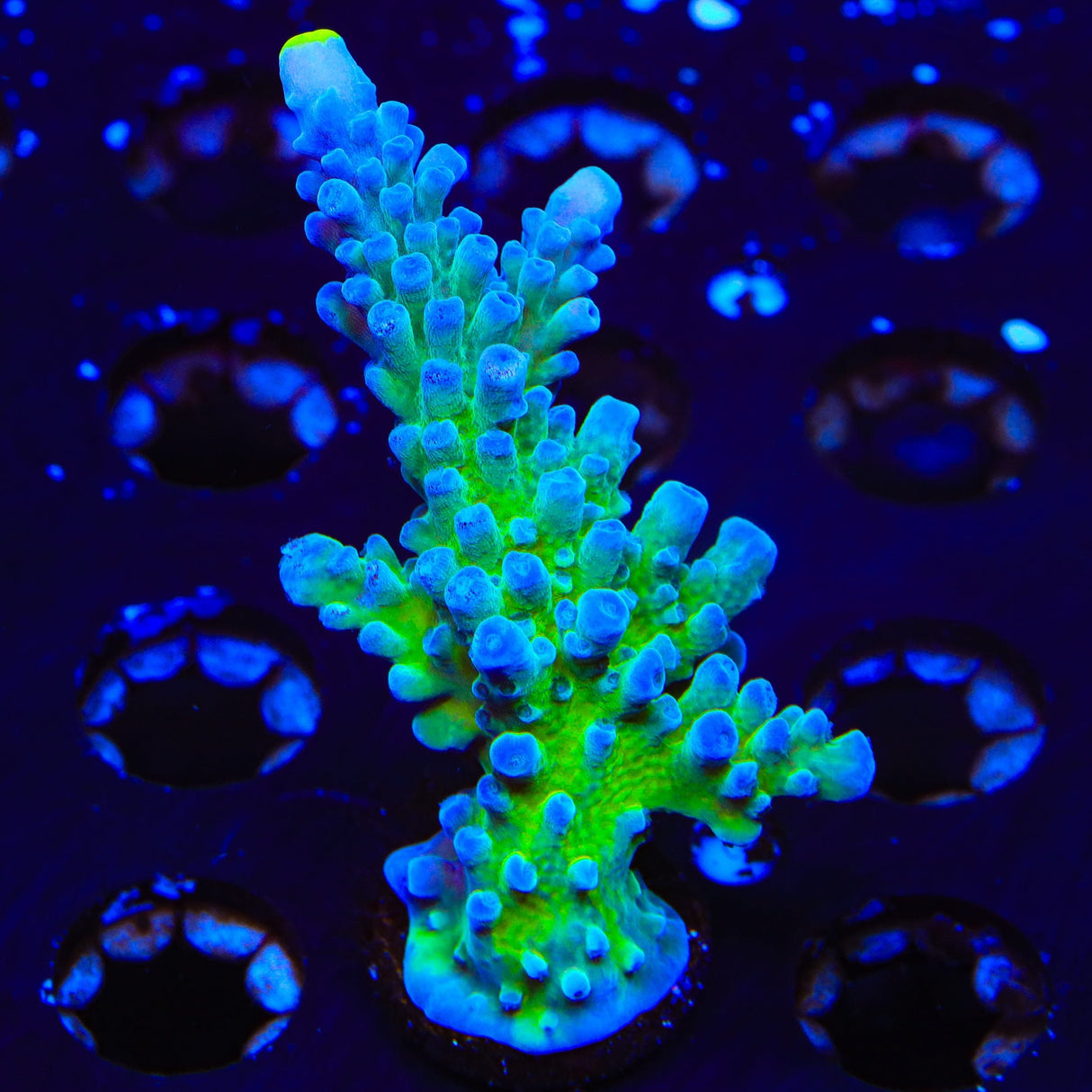 Yellow Tip Acropora XL Frag Coral