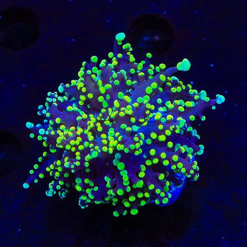 Yellow Tip Octospawn Coral