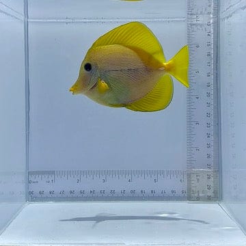 Yurple Tang Fish