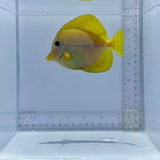 Yurple Tang Fish