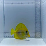 Yurple Tang Fish