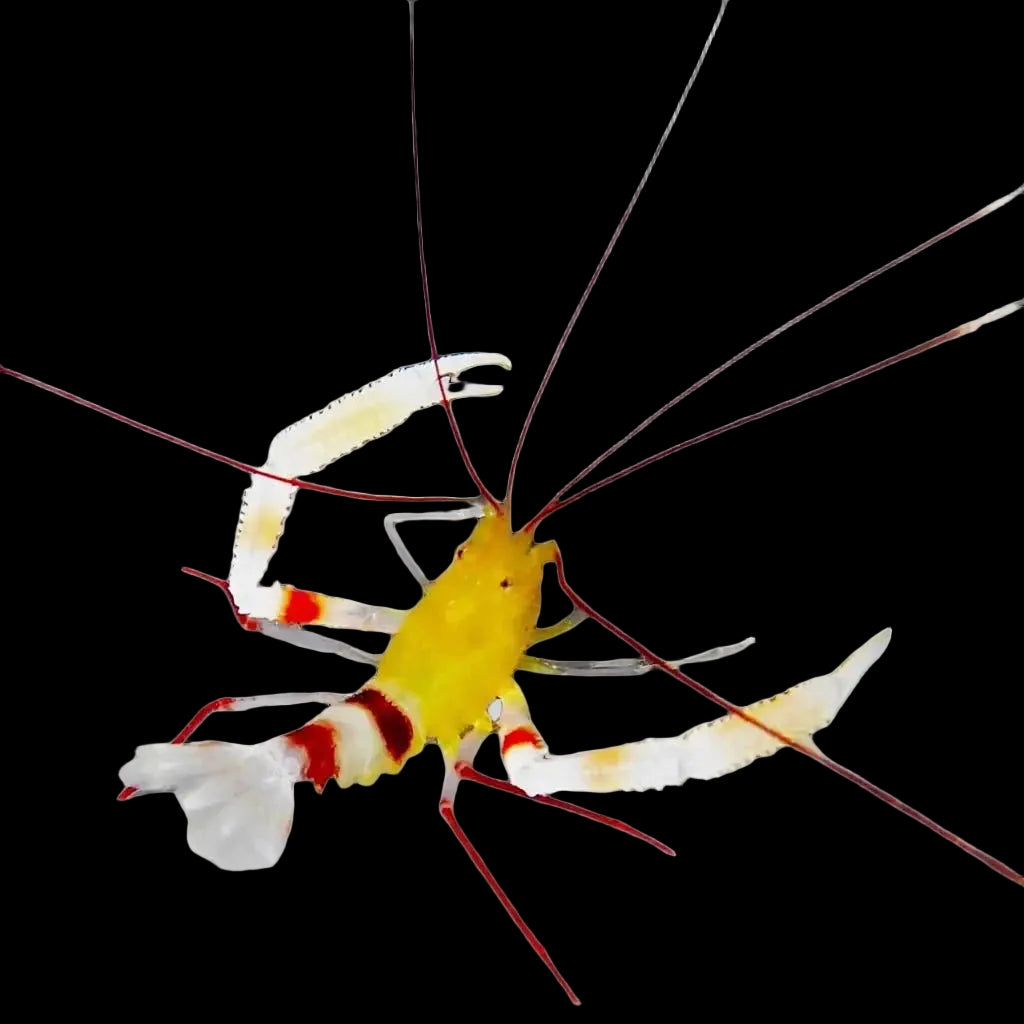 Zanzibar Coral Banded Shrimp – Stenopus zanzibaricus