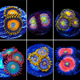 Zoanthid Coral Frag Pack