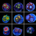 Zoanthids 3 Coral Frag Pack