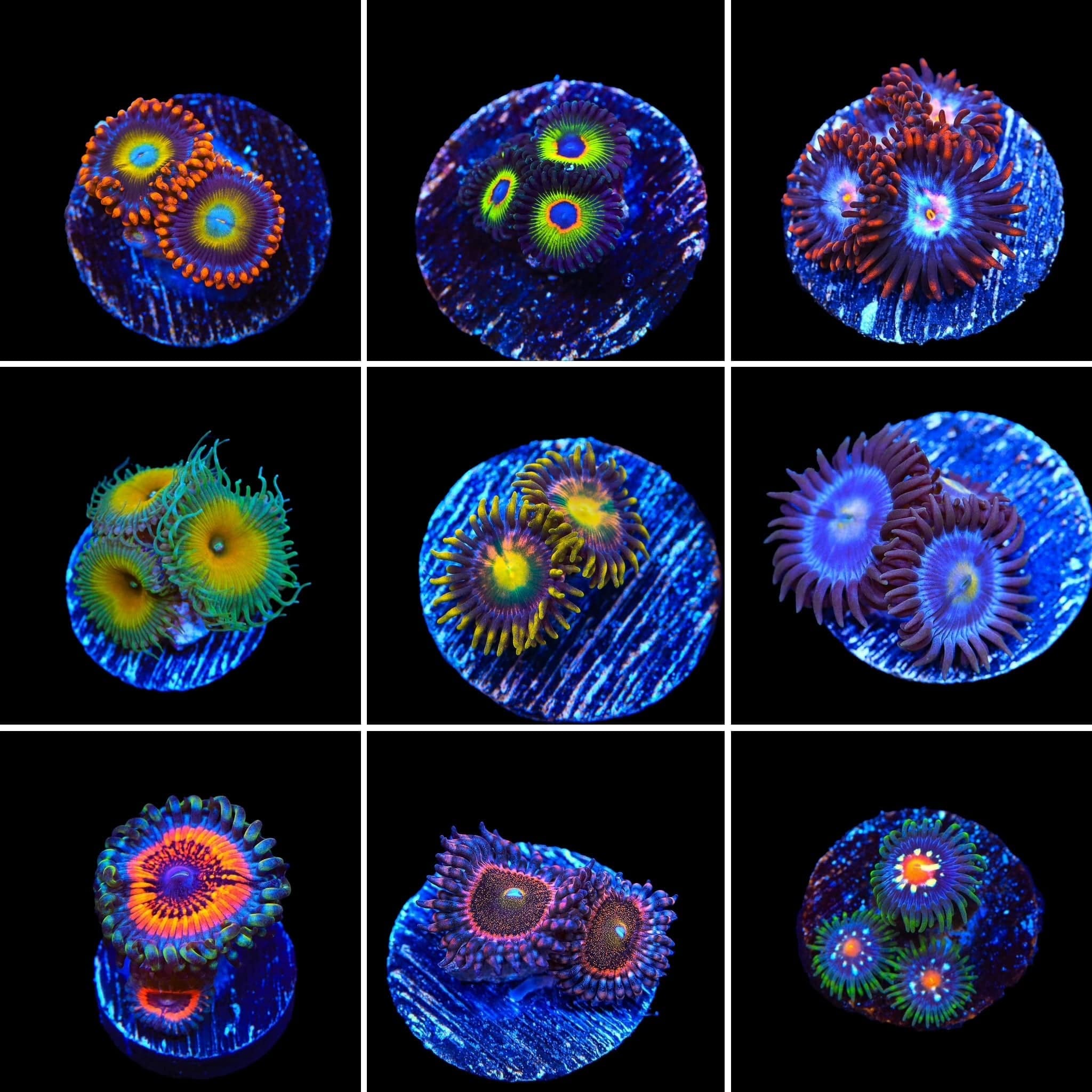 Zoanthids 3 Coral Frag Pack