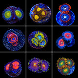 Zoanthids 3 Coral Frag Pack