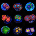 Zoanthids 3 Coral Frag Pack