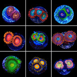Zoanthids 3 Coral Frag Pack