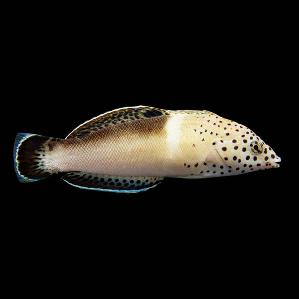 African Coris Wrasse (Coris Cuvieri) saltwater aquarium fish