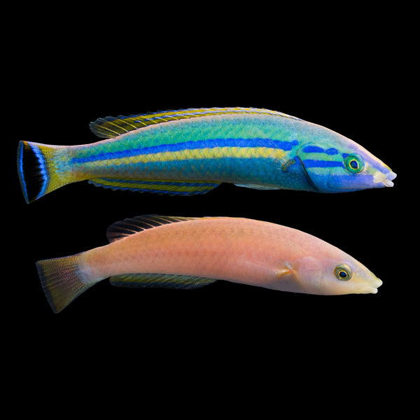African Pencil Wrasse (Pseudojuloides Polackorum) saltwater aquarium fish