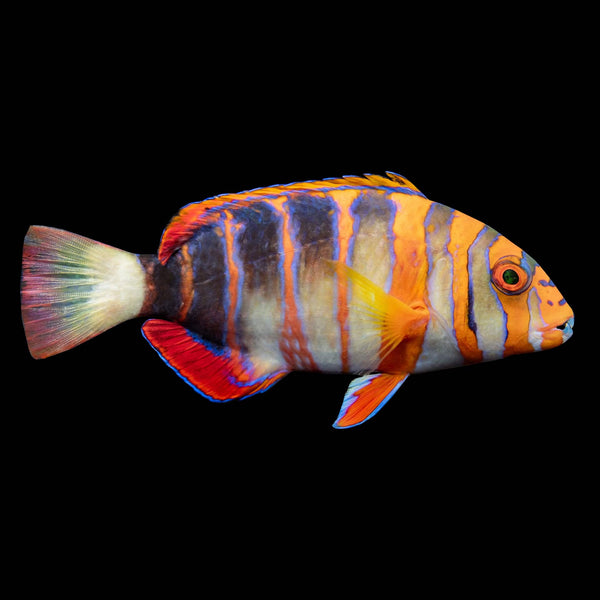 Anchor Tusk Wrasse (Choerodon Anchorago) saltwater aquarium fish
