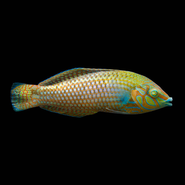 Argus Wrasse (Halichoeres Argus) saltwater aquarium fish