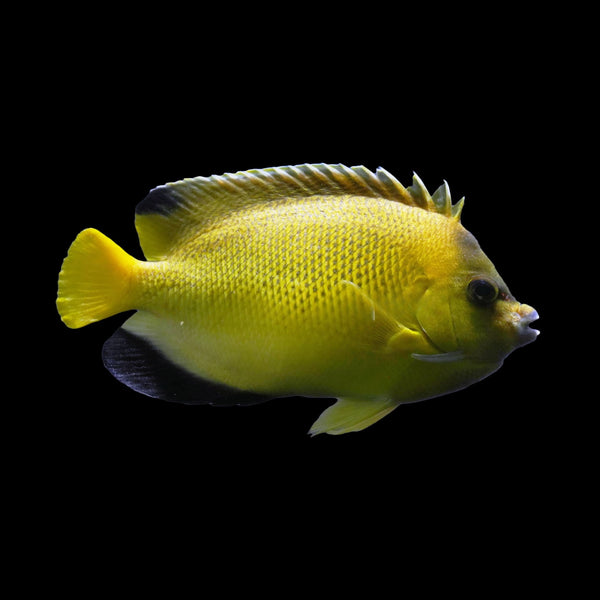 Armitage Angelfish (Apolemichthys Armitage) saltwater aquarium fish