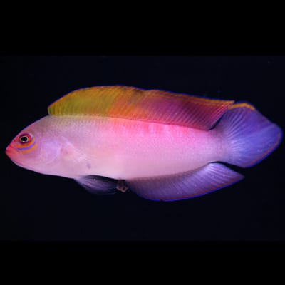 Australian Multi Color Dottyback saltwater aquarium fish
