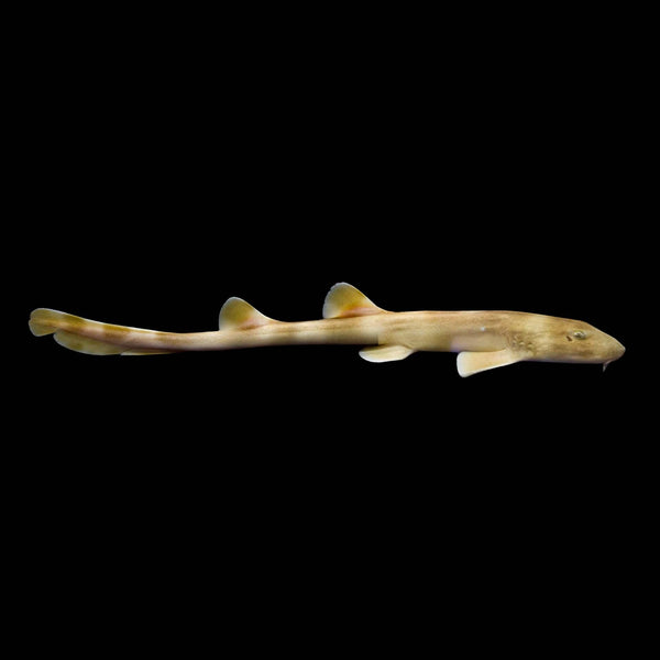 Banded Cat Shark Egg (Chiloscyllium Sp.) saltwater aquarium fish