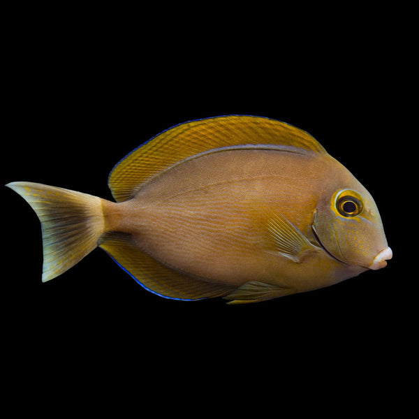 Bariene Tang (Acanthurus bariene) saltwater aquarium fish