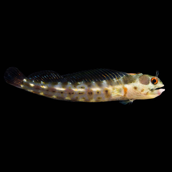 Barnacle Blenny saltwater aquarium fish