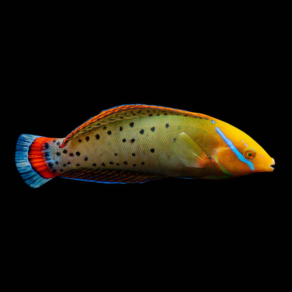 Batu Coris Wrasse (Coris Batuensis) saltwater aquarium fish