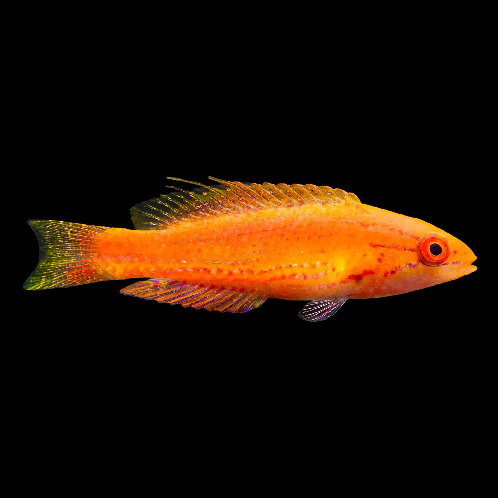 Bell's Flasher Wrasse (Paracheilinus Bellae) saltwater aquarium fish