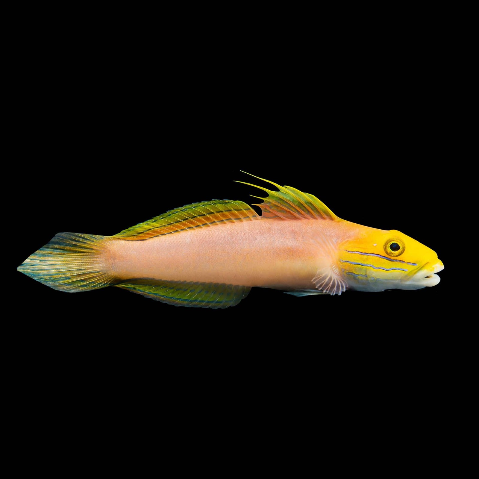 Bella Goby saltwater aquarium fish