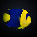 Bicolor Angelfish - Fiji saltwater aquarium fish