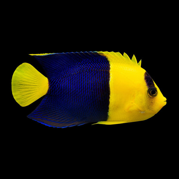 Bicolor Angelfish (Centropyge bicolor) saltwater aquarium fish