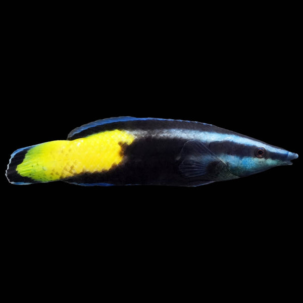 Bicolor Cleaner Wrasse (Labroides Bicolor) saltwater aquarium fish