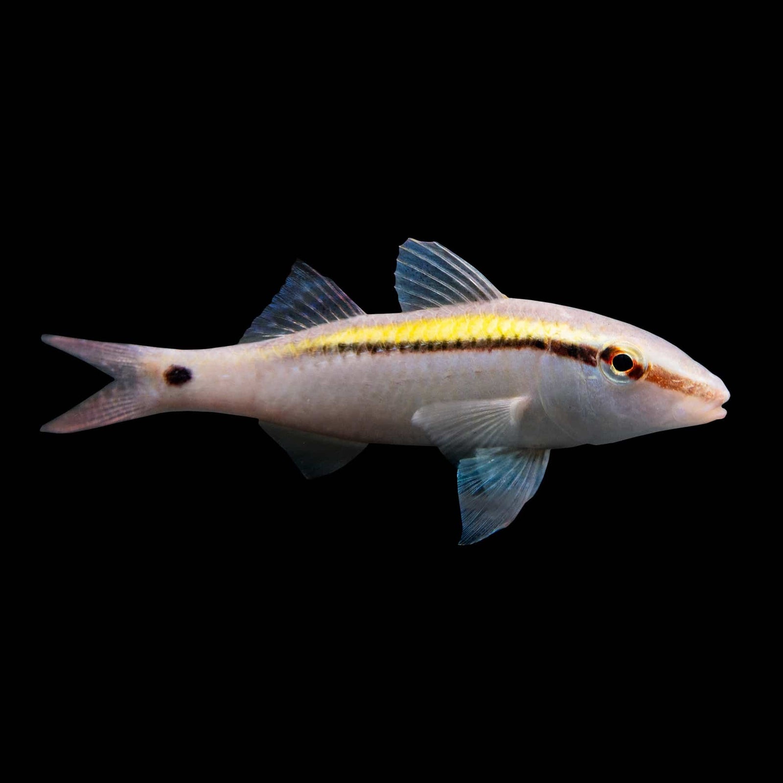 Bicolor Goatfish (Parupeneus Barberinoides) saltwater aquarium fish