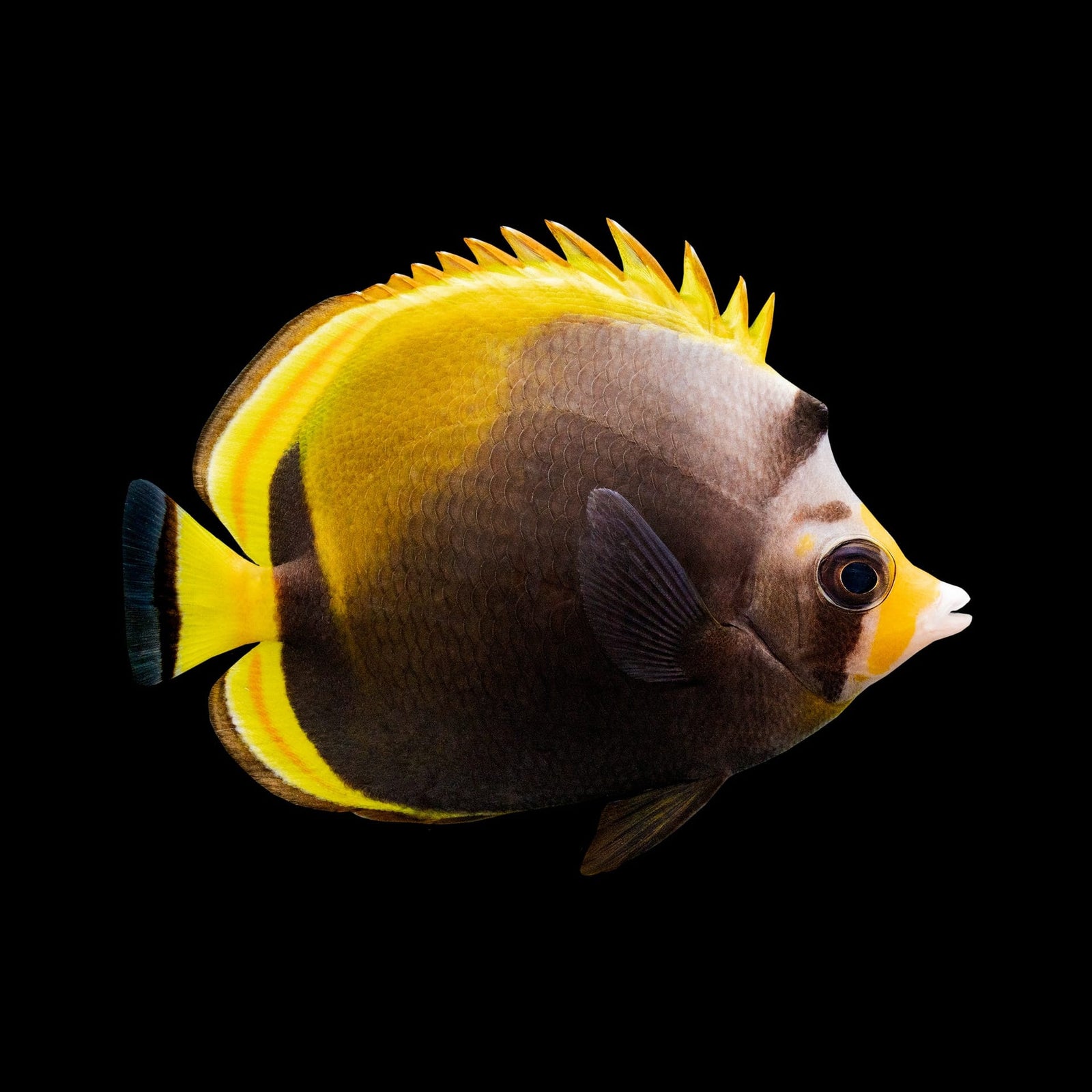 Black Back Butterflyfish (Chaetodon Melannotus) saltwater aquarium fish
