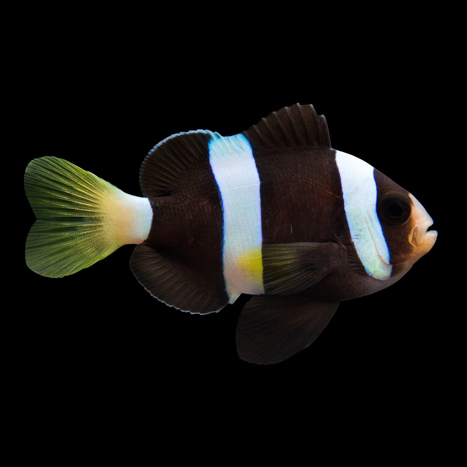 Black Helmet Picasso Clownfish (Amphiprion Percula) saltwater aquarium fish
