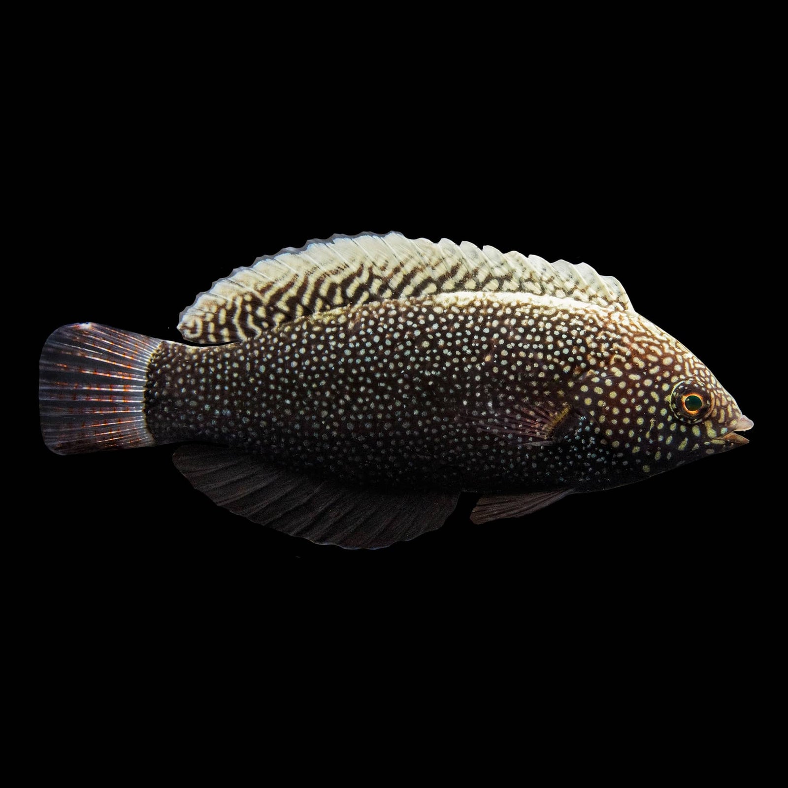 Black Leopard Wrasse (Macropharyngodon Negrosensis) saltwater aquarium fish