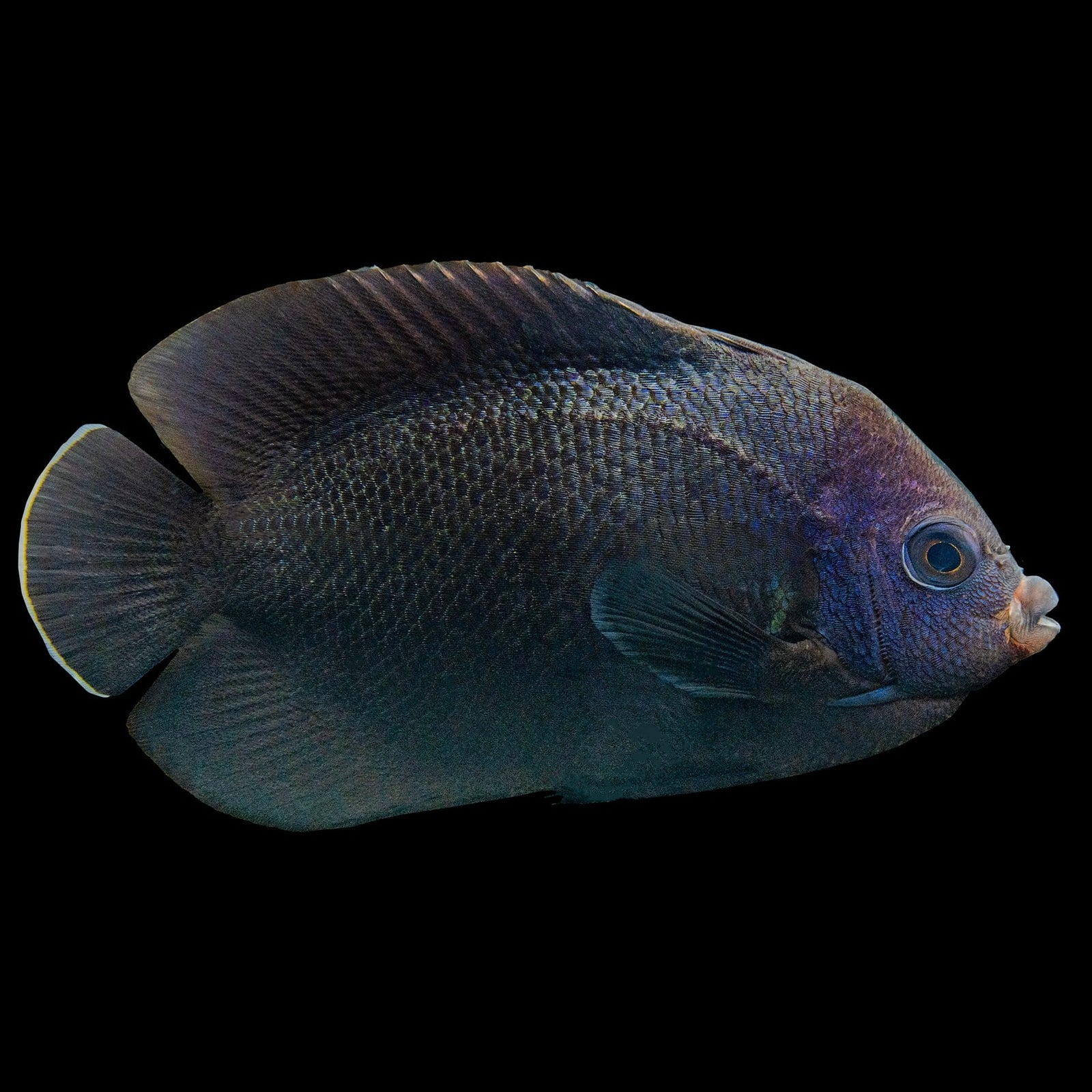Black Nox Dwarf Angelfish (Centropyge Nox) saltwater aquarium fish