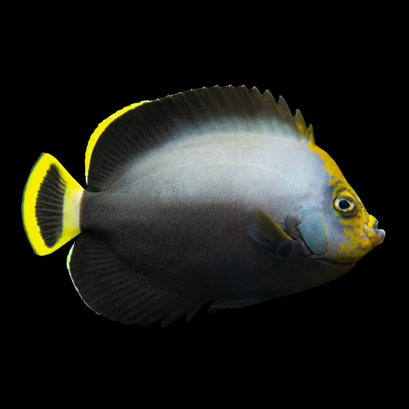 Black Velvet Angelfish (Chaetodontoplus Melanosoma) saltwater aquarium fish