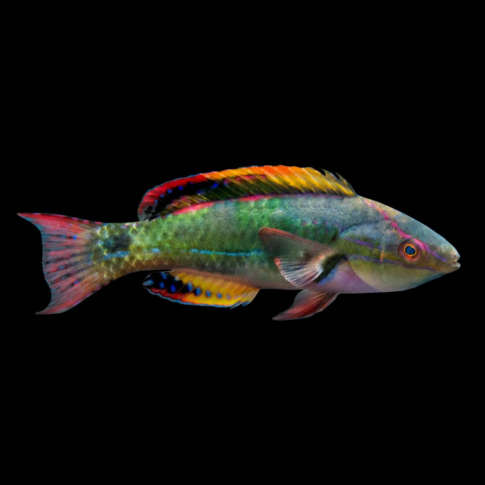 Blackfin Fairy Wrasse (Cirrhilabrus Melanomarginatus) saltwater aquarium fish
