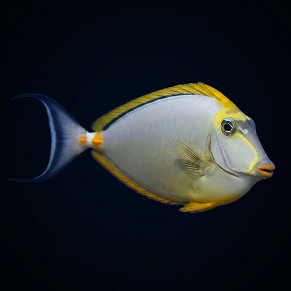 Blonde Naso Tang With Streamers saltwater aquarium fish