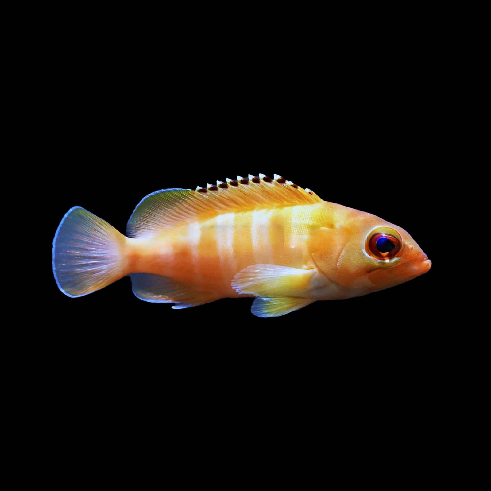 Blue & Yellow Cod Grouper (Epinephelus Flavocaeruleus) saltwater aquarium fish