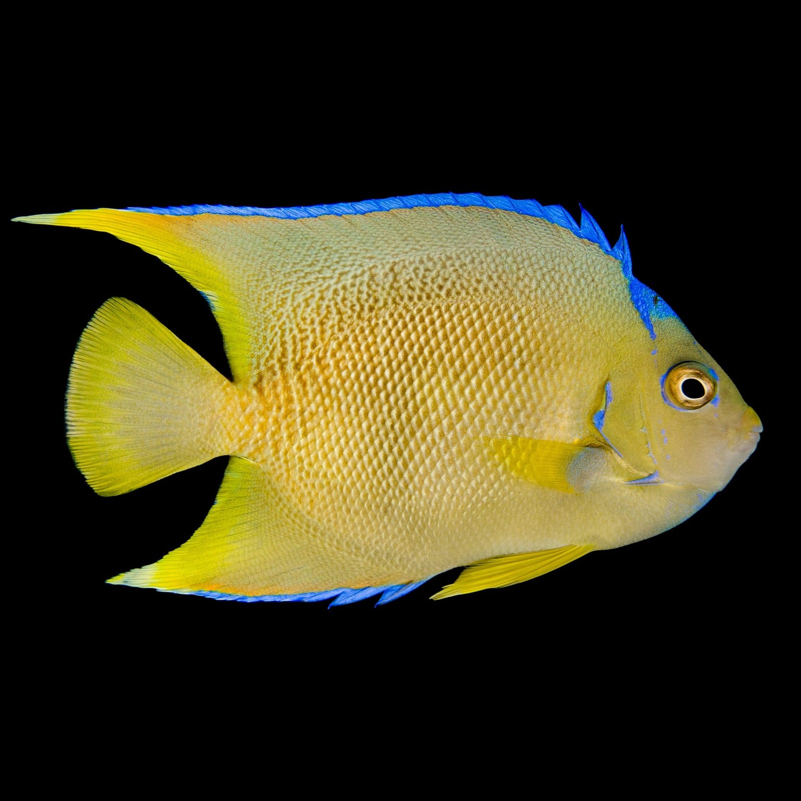 Blue Angelfish (Holacanthus Isabelita) saltwater aquarium fish