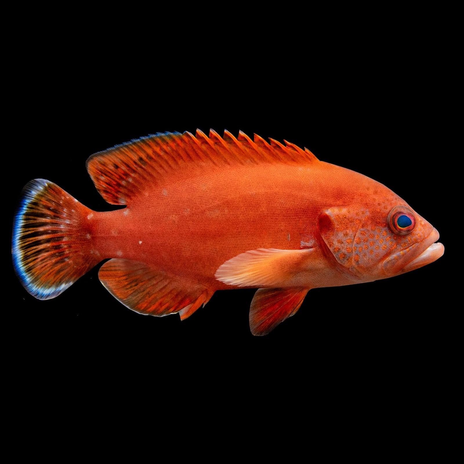 Blue Dot Grouper (Cephalopholis Argus) saltwater aquarium fish