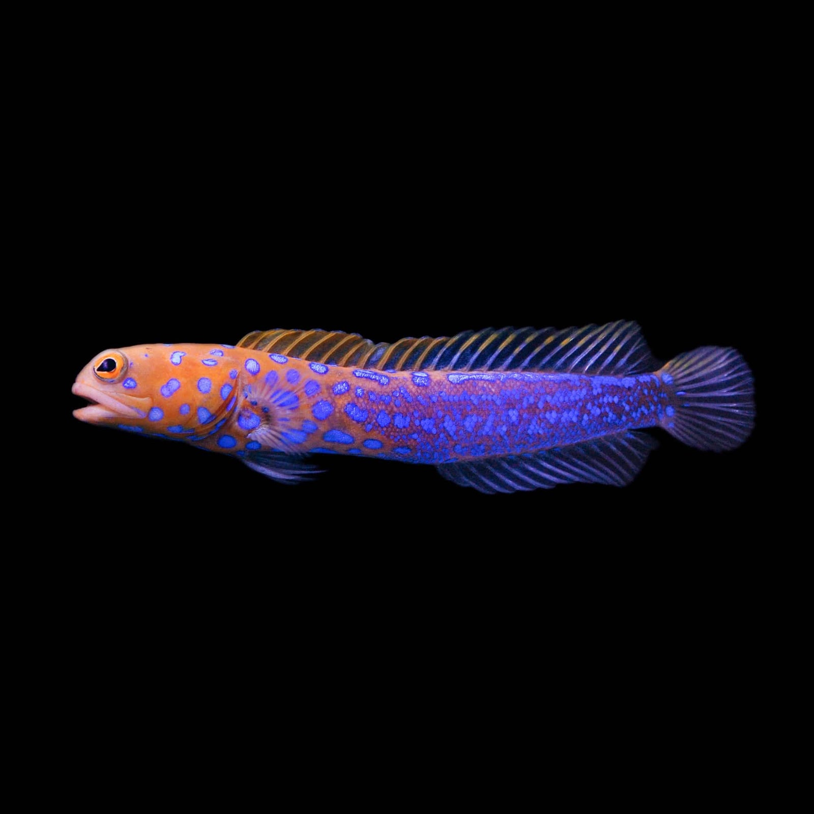 Blue Dot Jawfish (Opistognathus macrognathus) saltwater aquarium fish
