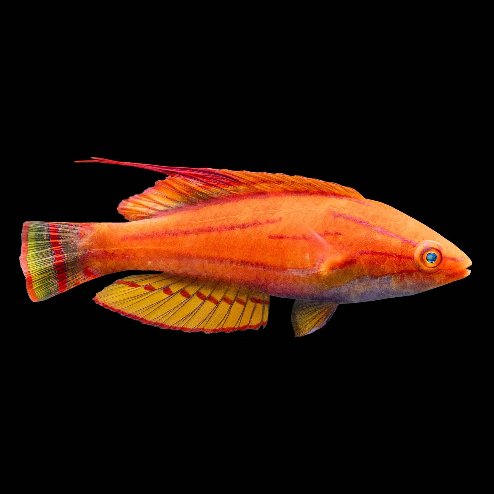 Blue Flasher Wrasse (Paracheilinus Cyaneus) saltwater aquarium fish